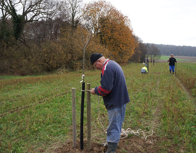 2016 - plantation des pommiers et cerisiers
