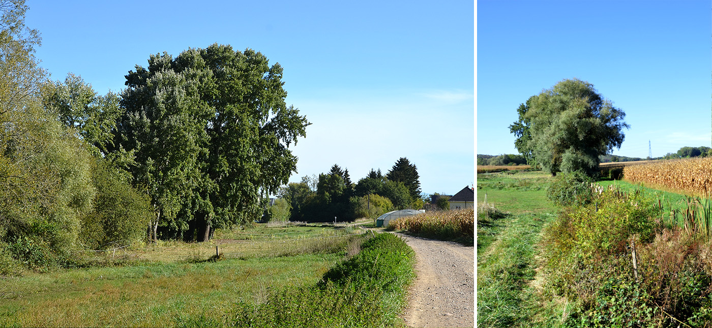 En revenant vers Schlierbach, 