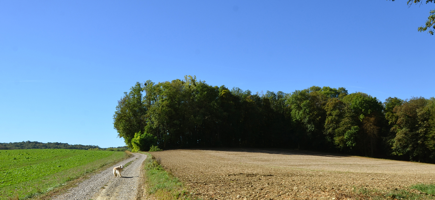 5. On monte aux frontières de Landser et de Steinbrunn-le Bas