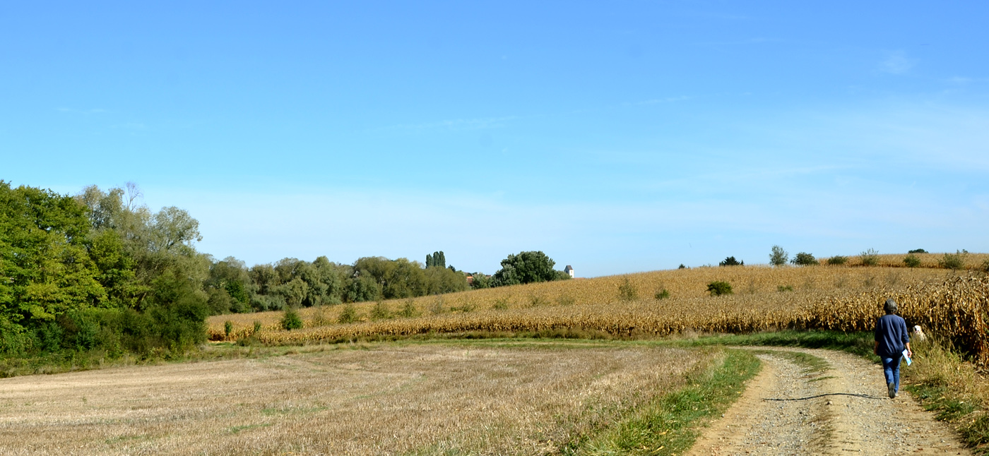 Une rangée de mirabelliers, à droite
